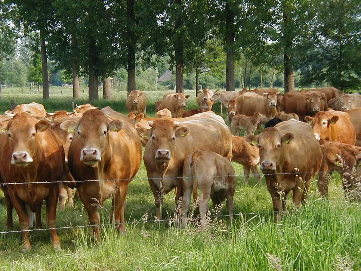Frühstückspension De Donkhoeve Oirschot